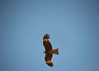 Zwarte wouw (oostelijk) (black-eared kite) Milvus migrans lineatus  - Gerkamp bij Gurvanbulag 13-08-2016 (5)